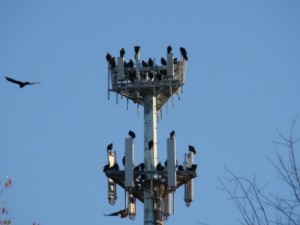 controle de urubus pombos e passaros em aeroportos